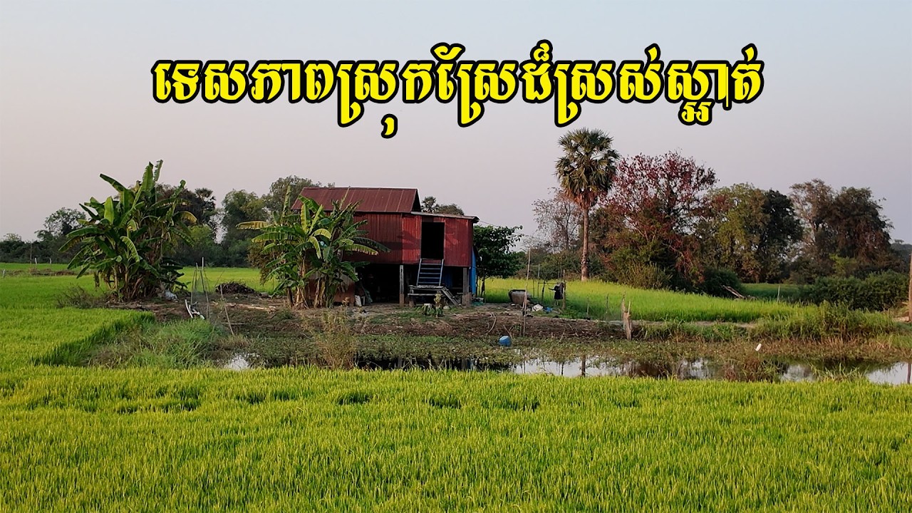 ពិតជាស្រស់ស្អាត់មែន​ ទេសភាពខៀវខ្ចី​ក្រអូនក្លិនស្រូវទុំ​ ថ្ងៃរៀនលិចនៅស្រុកស្រែ