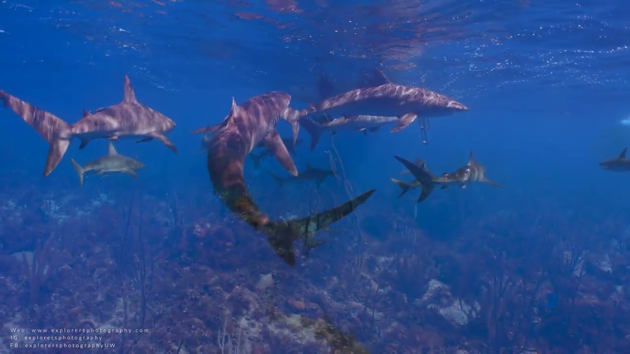 ASMR | 4K Scuba Diving Ambience | Underwater World of Cuba | Ocean Sounds | Sharks