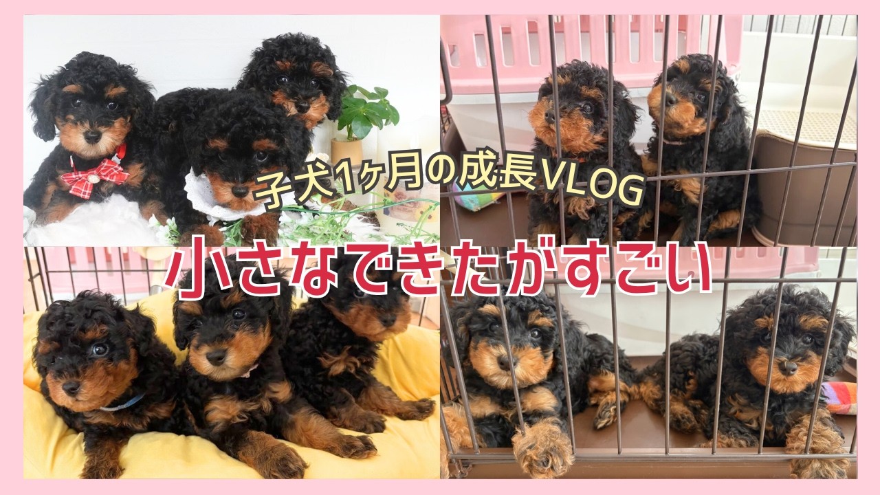 【成長Vlog】2ヶ月になる前の&ldquo;はじめて&rdquo;集🍼🐾小さなできたがいっぱい！子犬飼い主募集中！