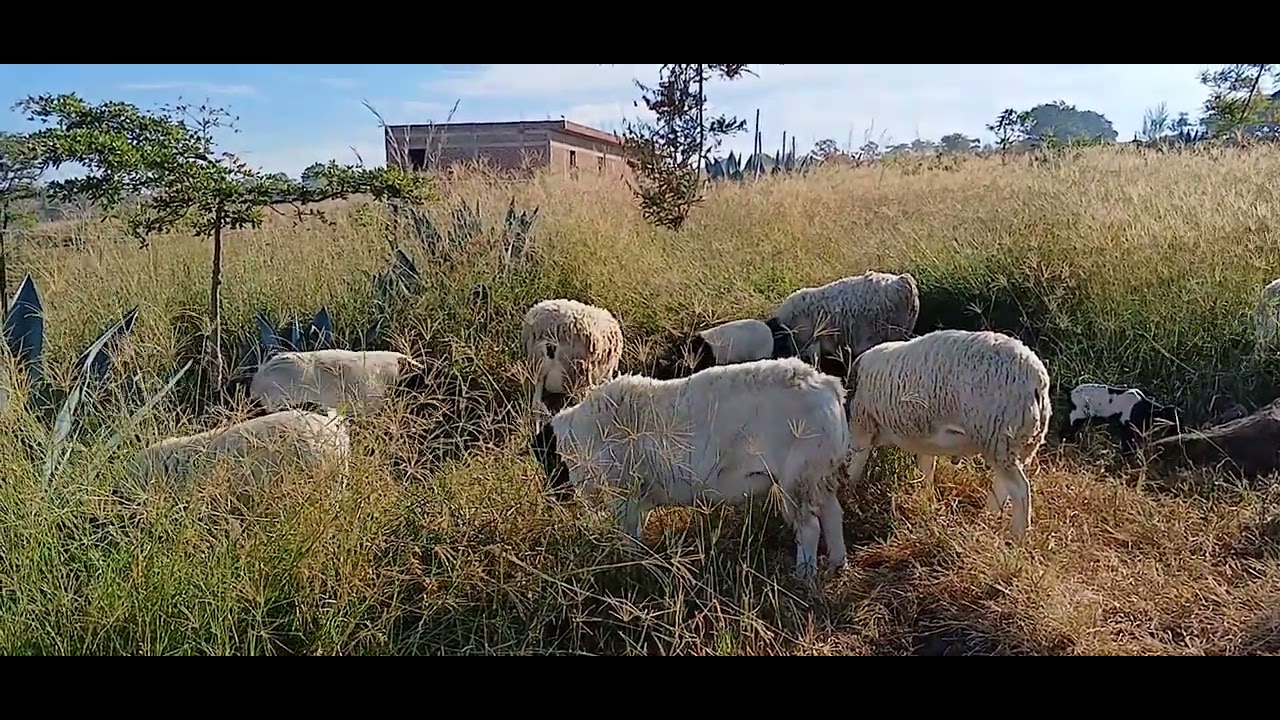 Los borregos un dia más pastoreando en el rancho 