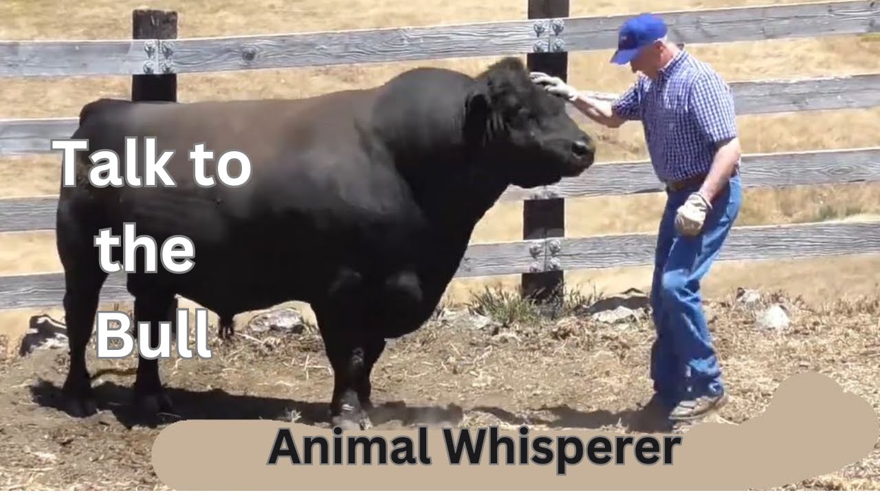 No Bull! Chester Talks to An Animal Communicator #telepathiccommunication #animalwhisperer