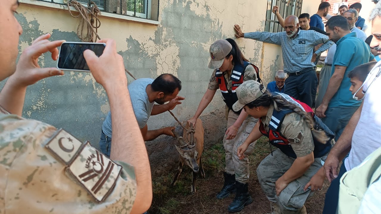 karasalkım köy halkı tarafından yakalandı ve serinlemek için suyla yıkandı yıkandıktan sonra e