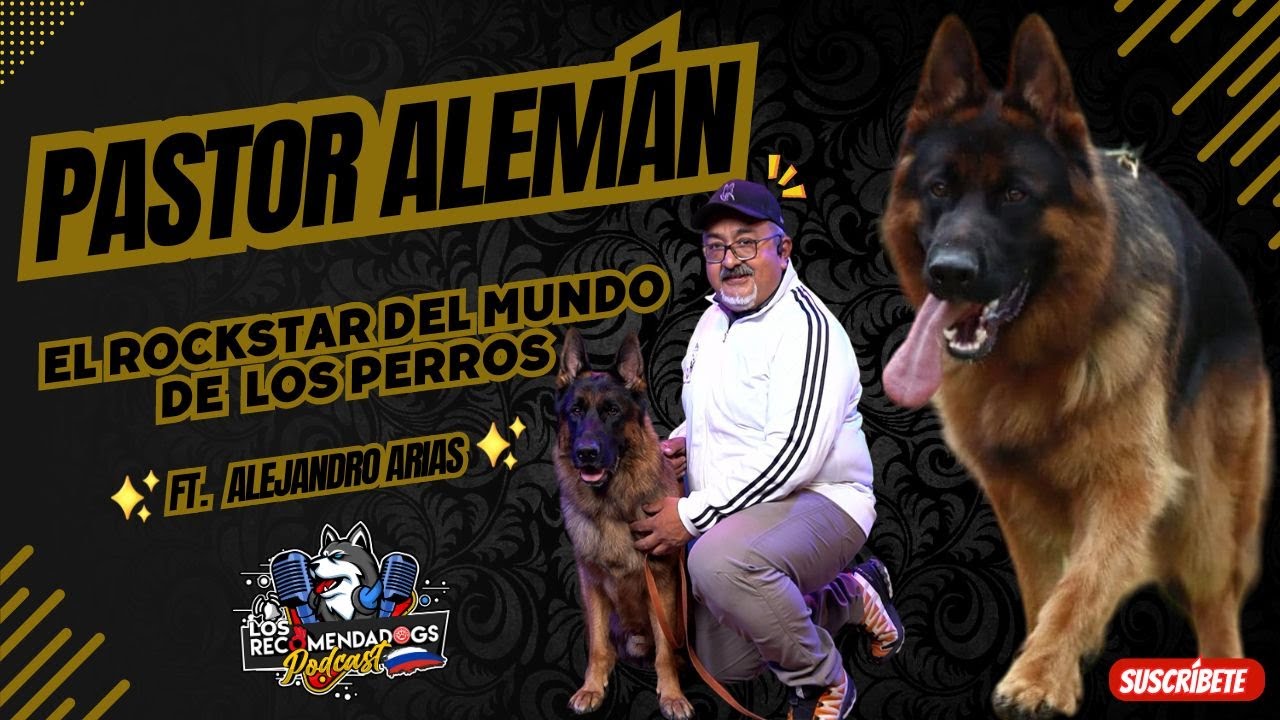 Pastor Alemán: La raza que pasó del campo de batalla a convertirse en  estrella del cine y la TV
