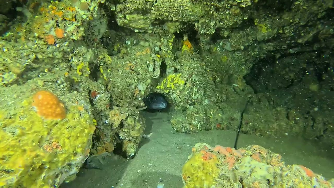 Exploração dos Fundos do Sudoeste - 9Spot referência em Porto Covo - 