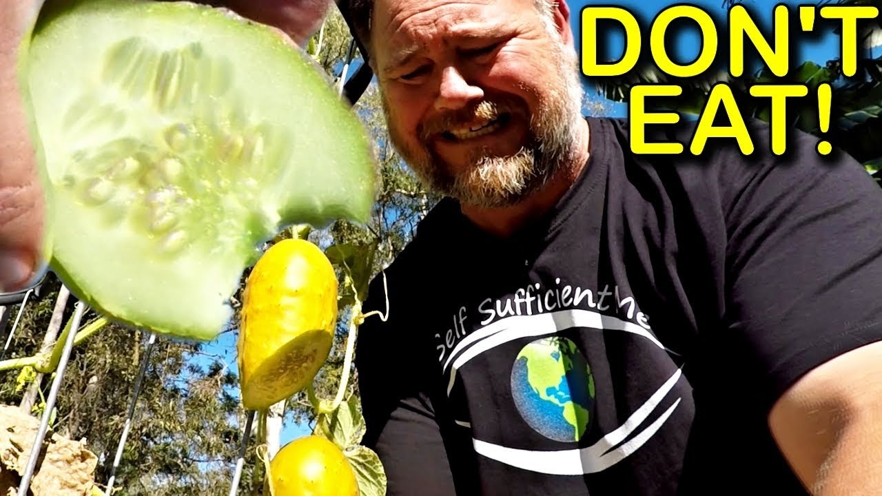Why Some Cucumbers are NOT OK to Eat! And Taste Bitter...