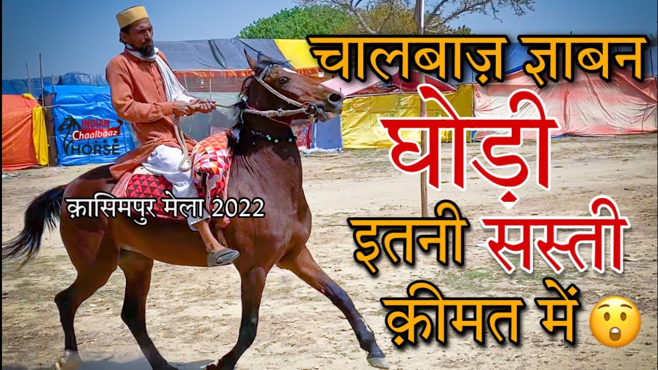 चालबाज़ ज्ञाबन घोड़ी बहुत कम क़ीमत में (Kasimpur Holi मेला 2022 Budaun UP)
