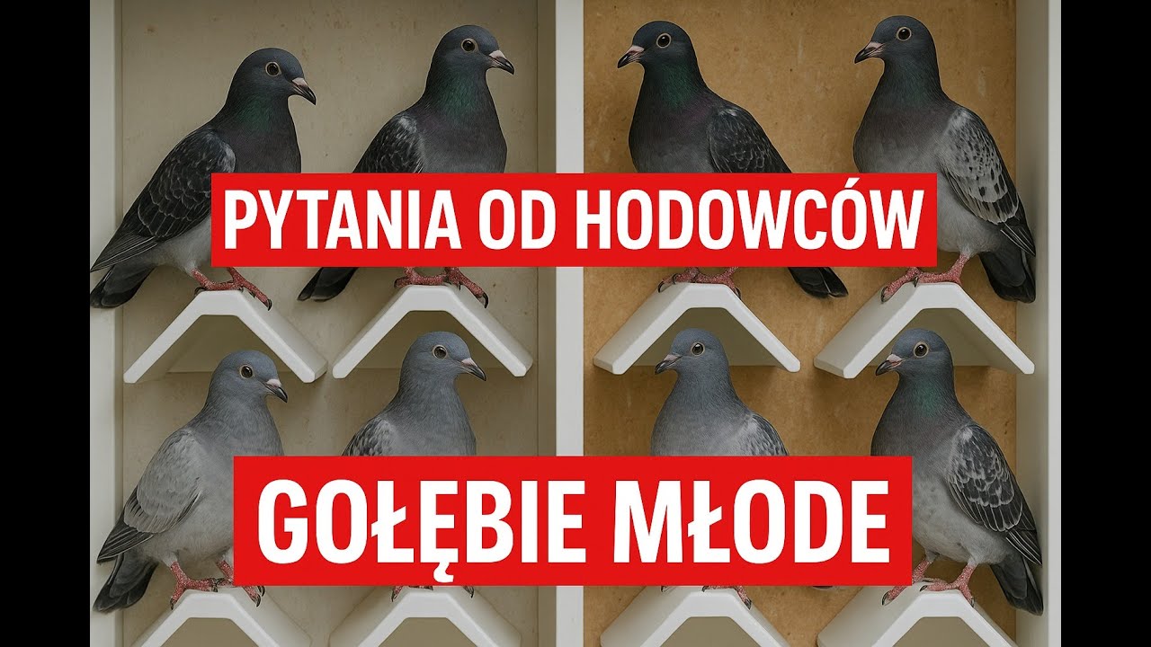 PYTANIA OD HODOWCÓW – GOŁĘBIE MŁODE 🕊️ Kilka Moich cenny uwag ---- Zbigniew Kukułka TV