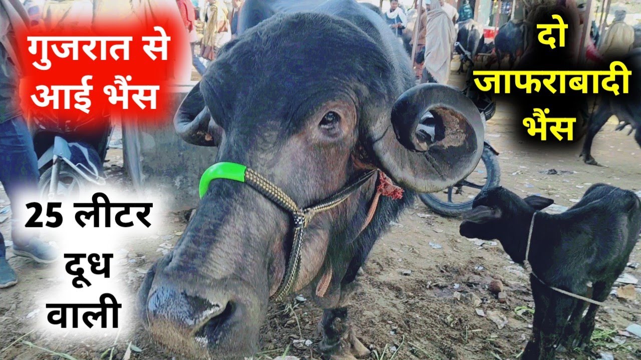 गुजरात वाली जाफराबादी भैंस | दो जाफराबादी नस्ल भैंस आई जयपुर पशु मंडी में | pashu hatwada Jaipur 