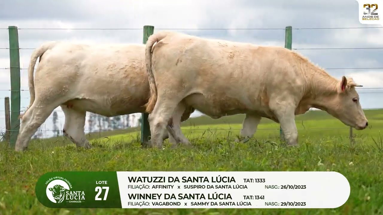 LOTE 27 - Leilão Virtual Fazenda Santa Lucia, 32 anos - 20/03/2026 - 19h