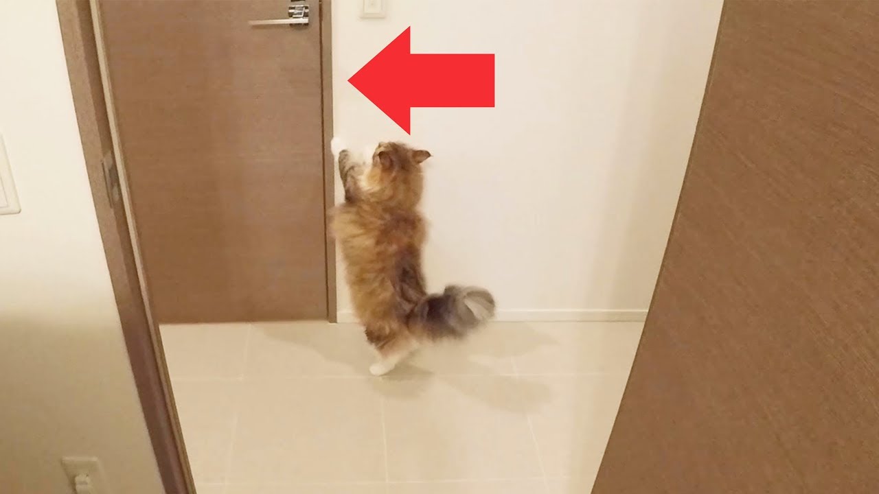 トイレでいつもより長居したら猫の反応が面白かったw