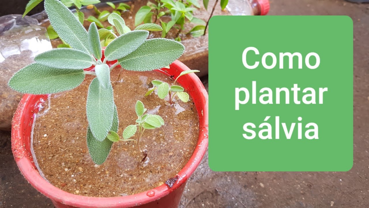 Método infalível para plantar sálvia