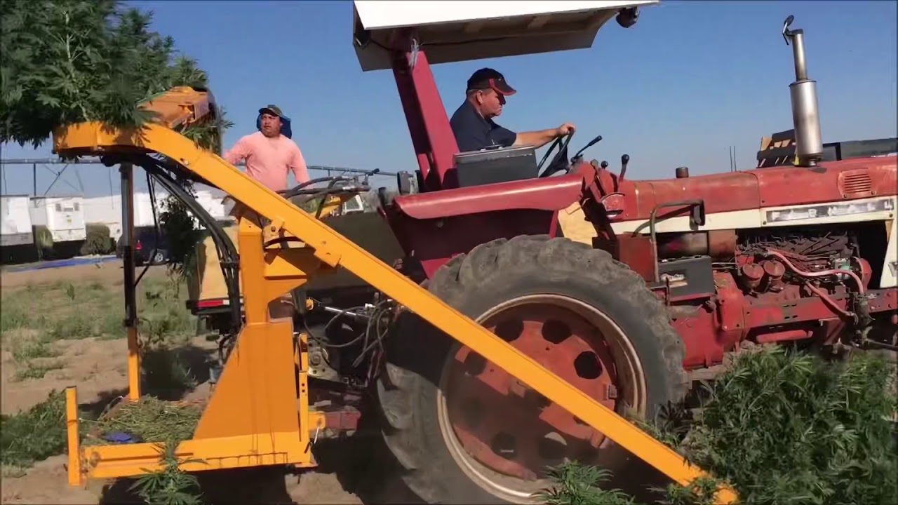 CBD Hemp Harvester - 2,200 stalks per/hr - 5-8 acres day