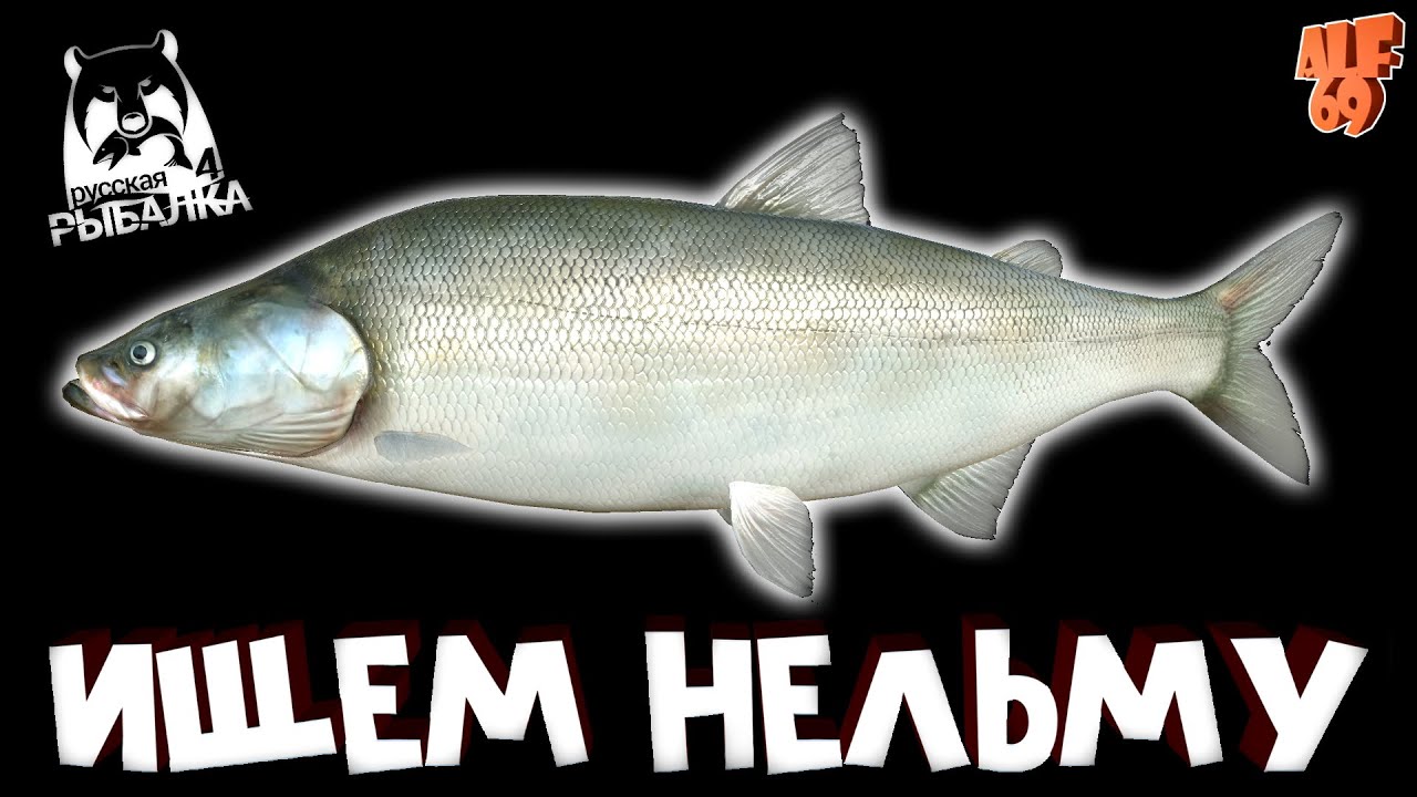 ИЩЕМ НЕЛЬМУ НА СПИННИНГ, ФАРМИМ, ОБЩАЕМСЯ! #SHORTS СТРИМ РУССКАЯ РЫБАЛКА 4 (RUSSIAN FISHING 4)