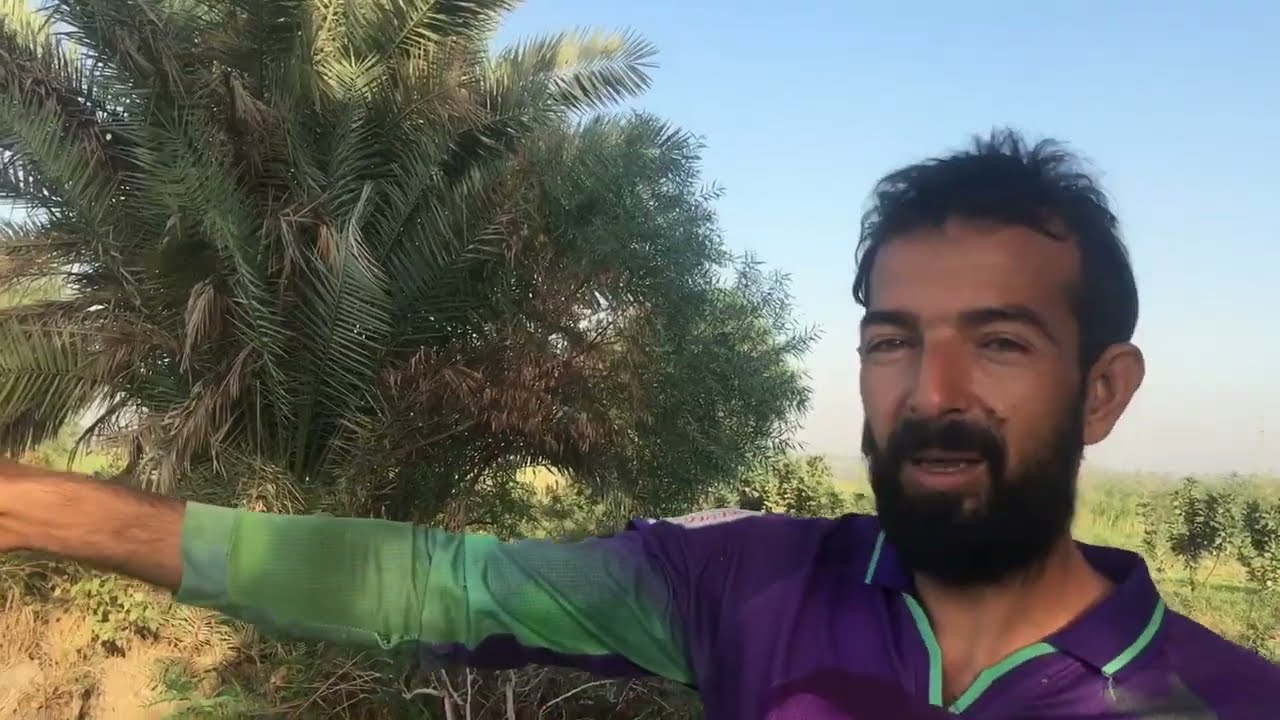 مزارع البرتقال في واسط قضاء الصويره ⛳️