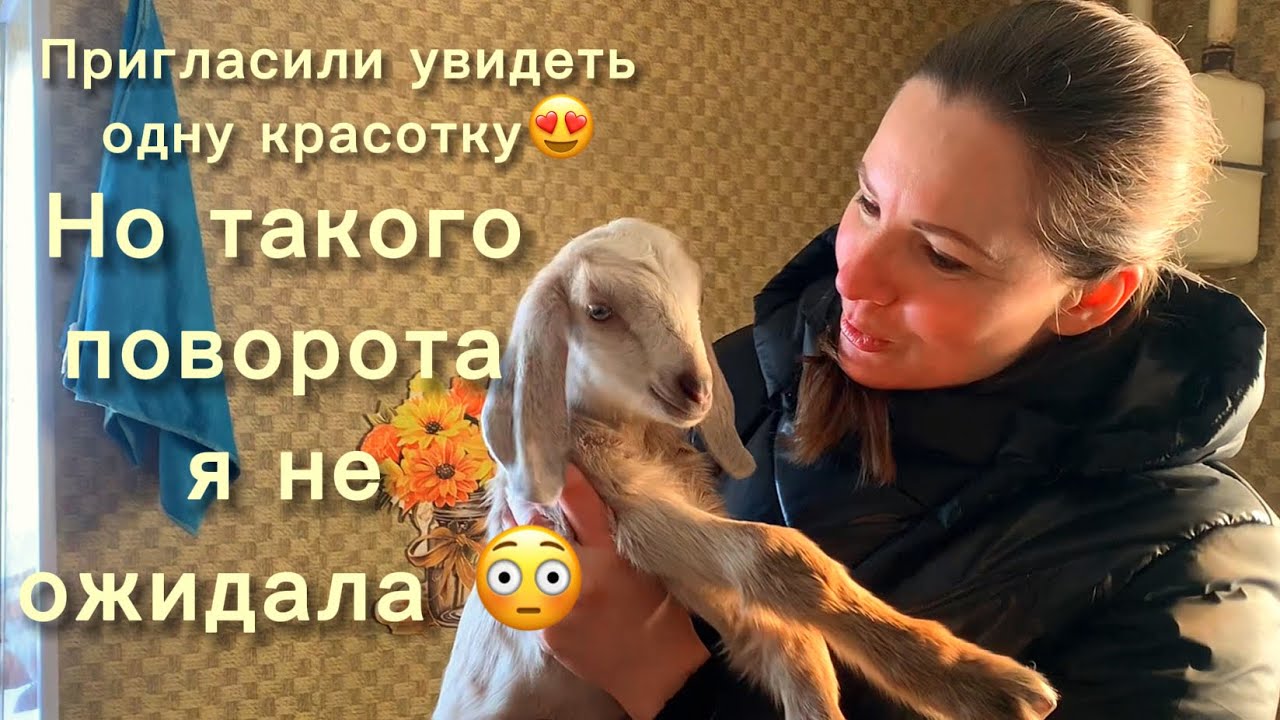 В гостях. Ловим козлят и делаем ремонт одновременно 