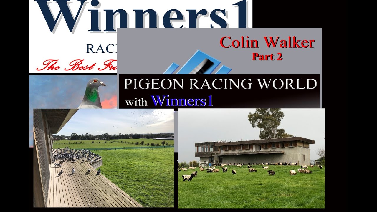 Renowned pigeon veterinarian part 2. from Pigeon Racing World with Winners1 Series 1 program 9.