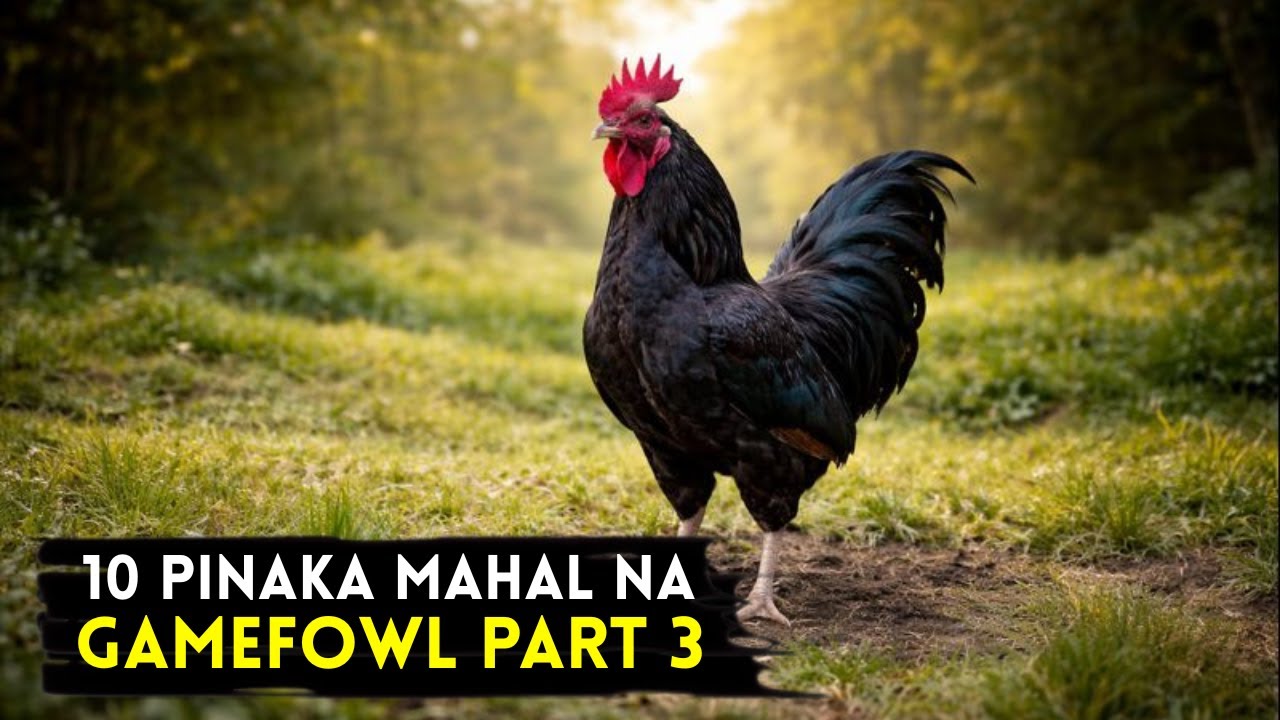 10 Pinaka MAHAL na Gamefowl Bloodlines Part 3