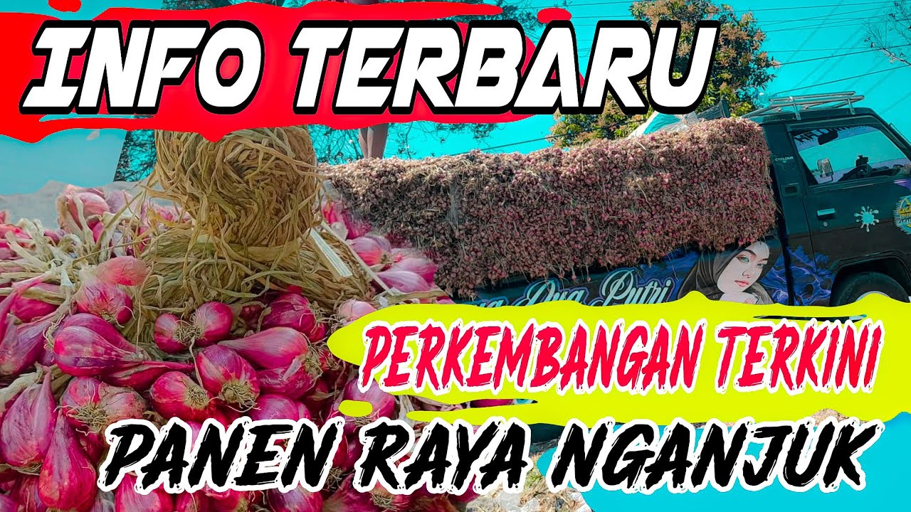 EFEK LUAR BIASA⁉️🔴MENIPISNYA PANEN BAWANG MERAH DI KABUPATEN NGANJUK