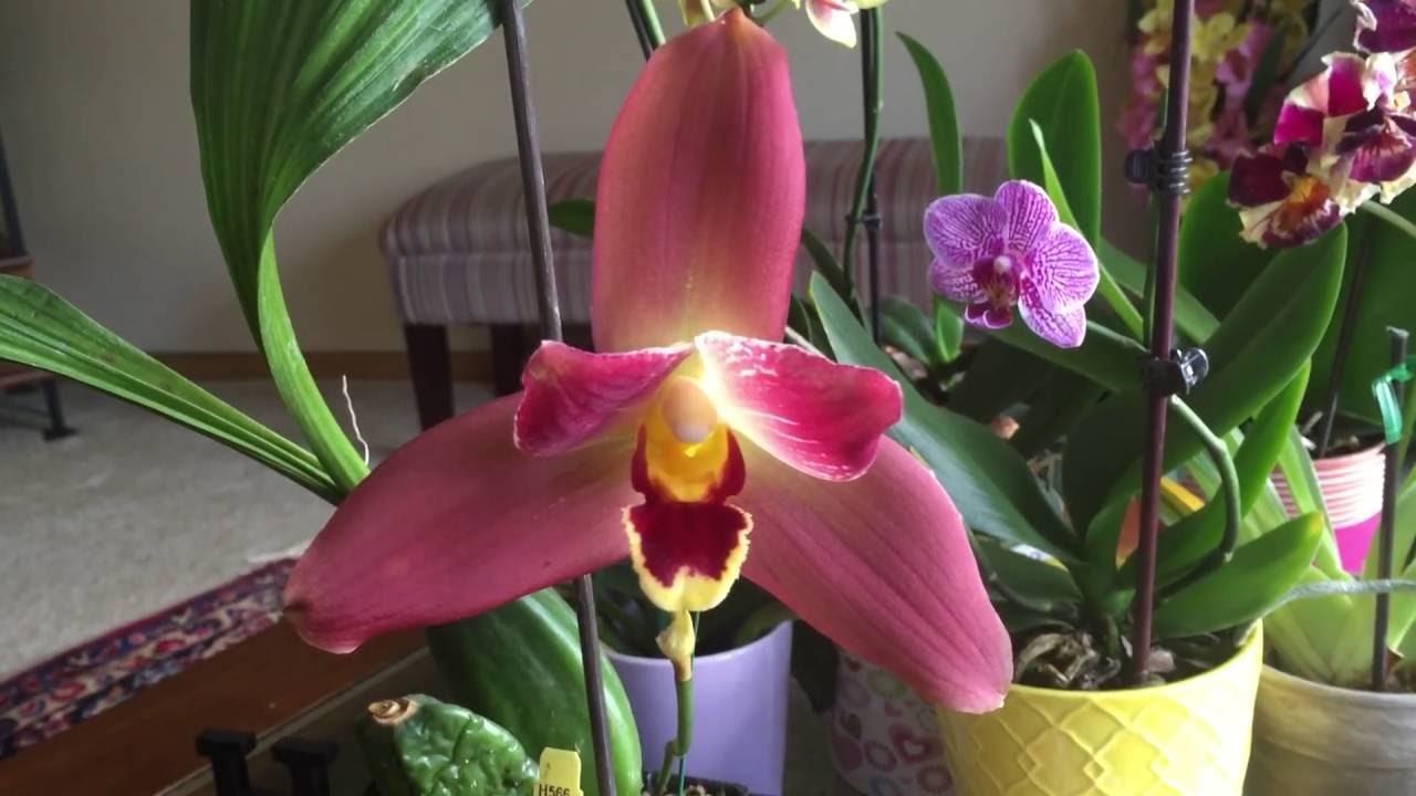 My Lycaste Orchid Red Jewel