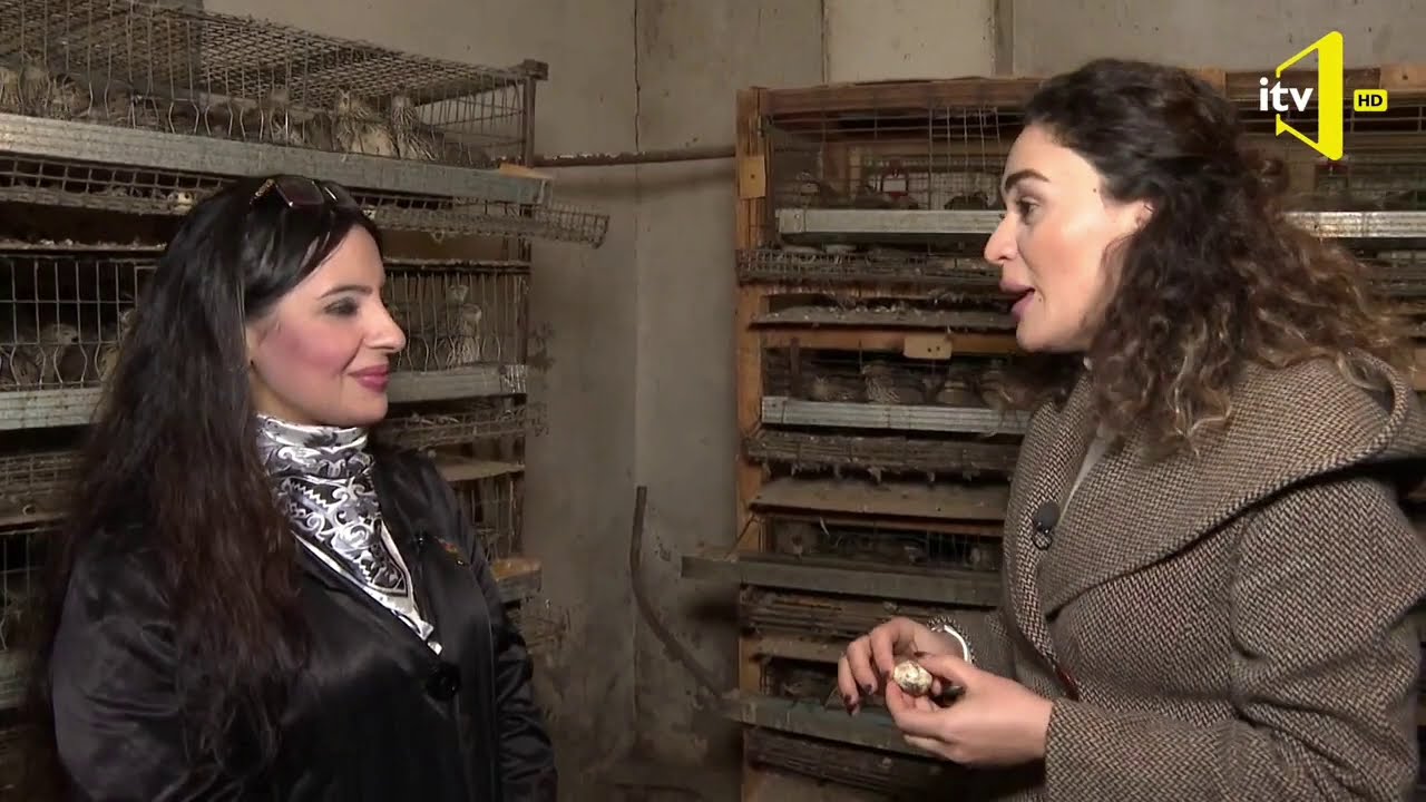 AFAQçı Müjgan Məmmədzadənin bildirçin ferması - İctimai TV