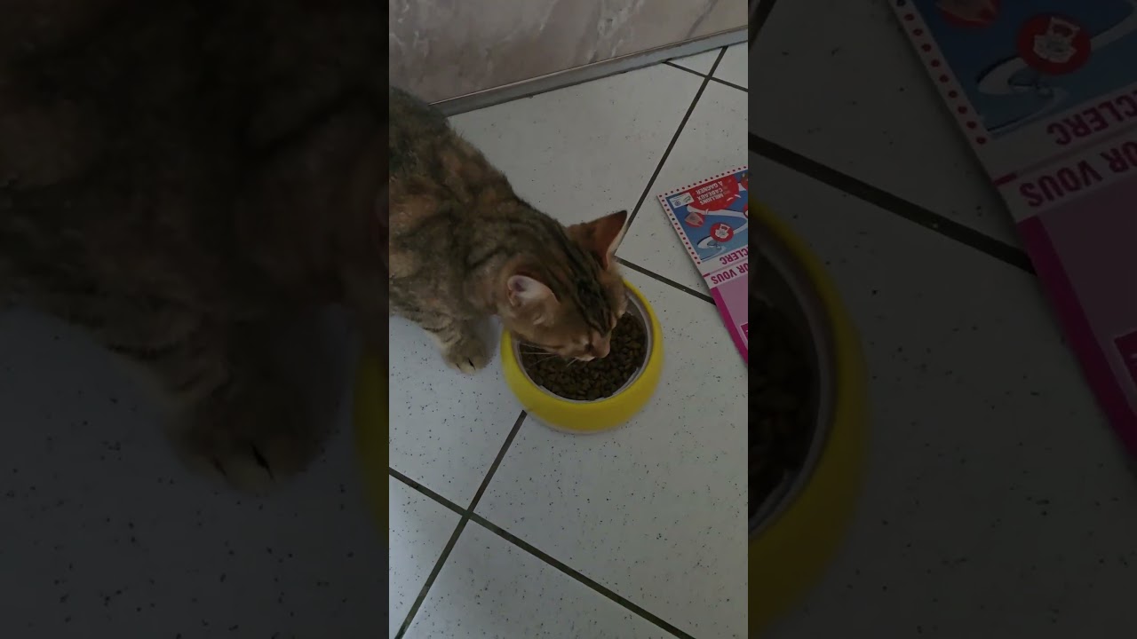 Bonjour Câlins de Calinanou ❤️🐈😻😻😽