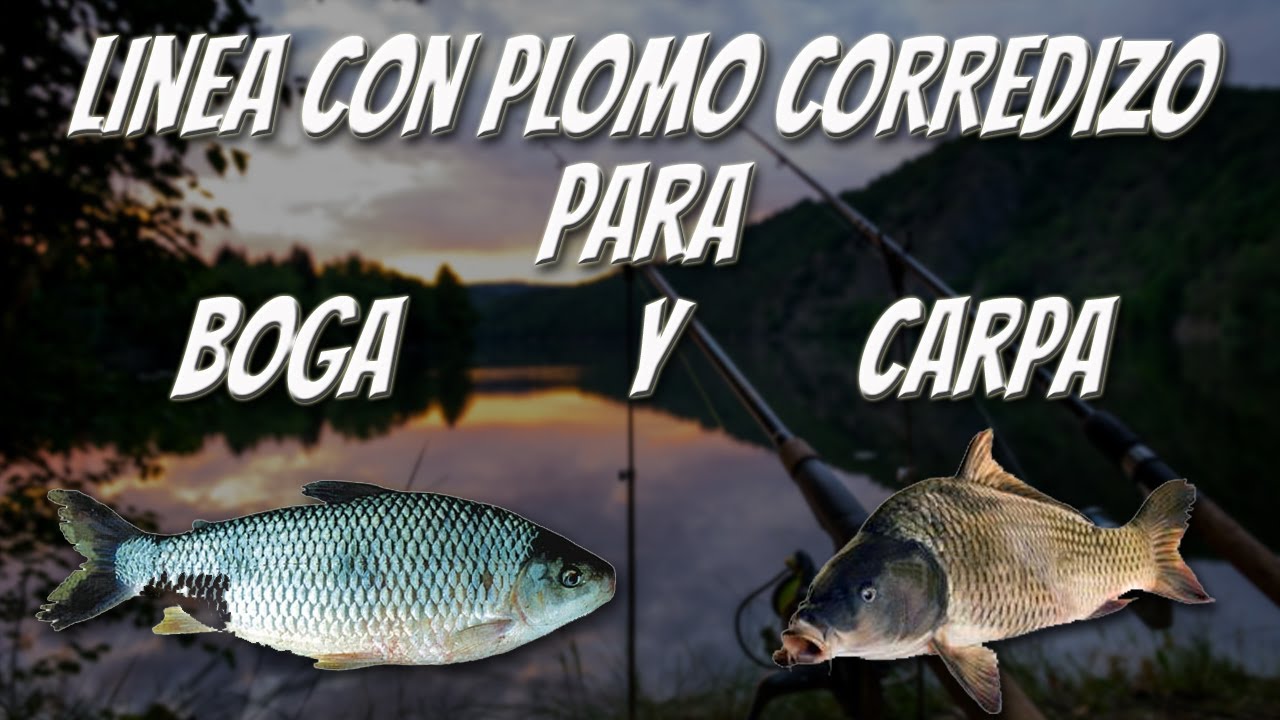 Linea con PLOMO CORREDIZO para BOGA y CARPA ⚠ 100% EFECTIVA !!!