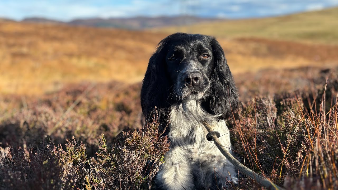 Lucy’s first day on the Partridges. 