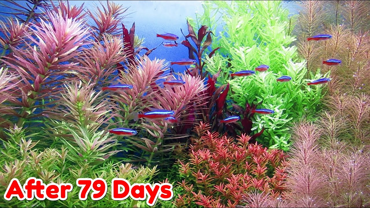 ИСПОЛЬЗУЙТЕ ЖИДКИЕ УДОБРЕНИЯ – ШАГ ЗА ШАГОМ AQUASCAPE DUTCHSTYLE