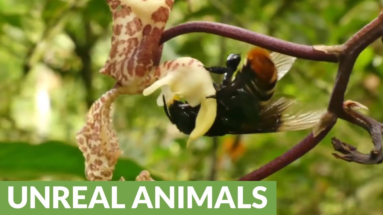 Orchid bee collects perfume from orchid in Amazon rainforest