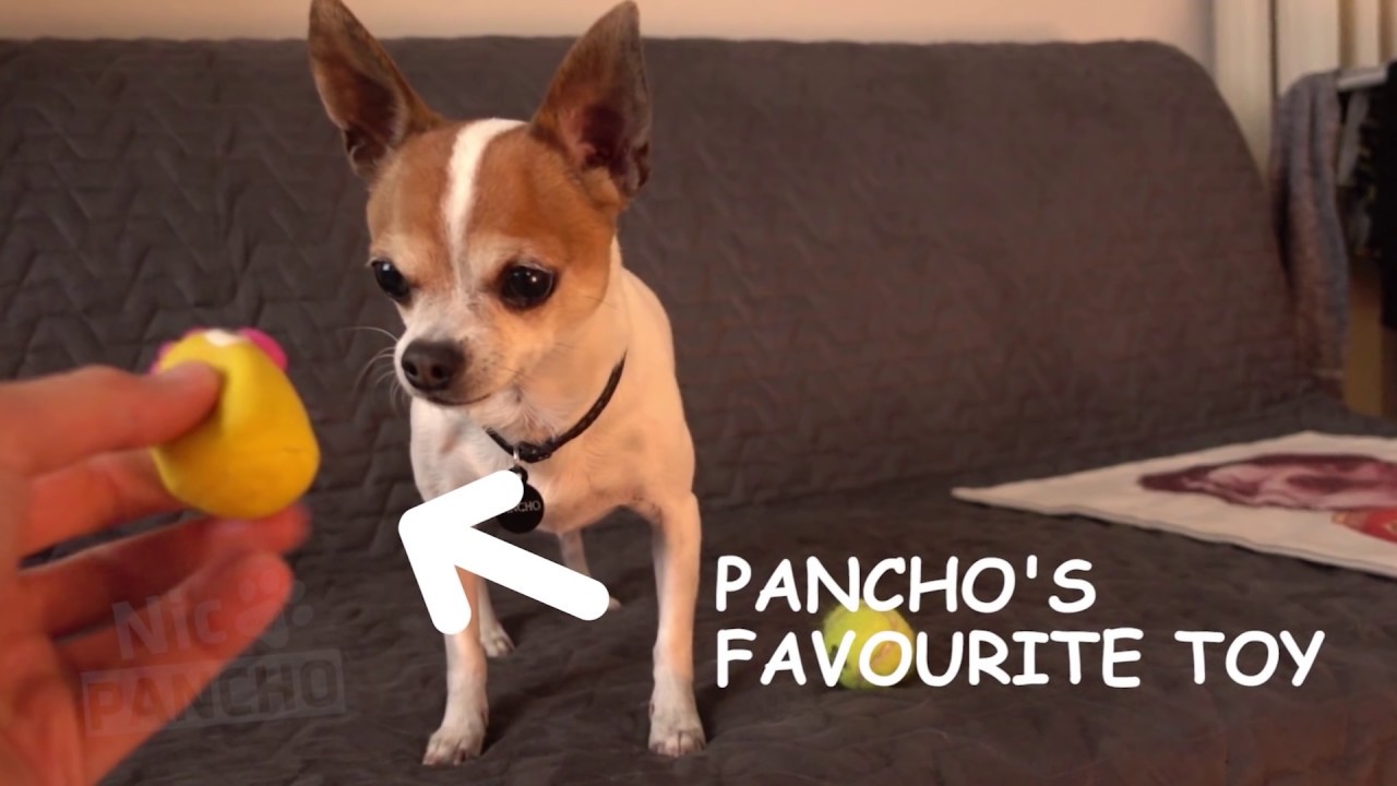 Chihuahua Pancho's favourite toy