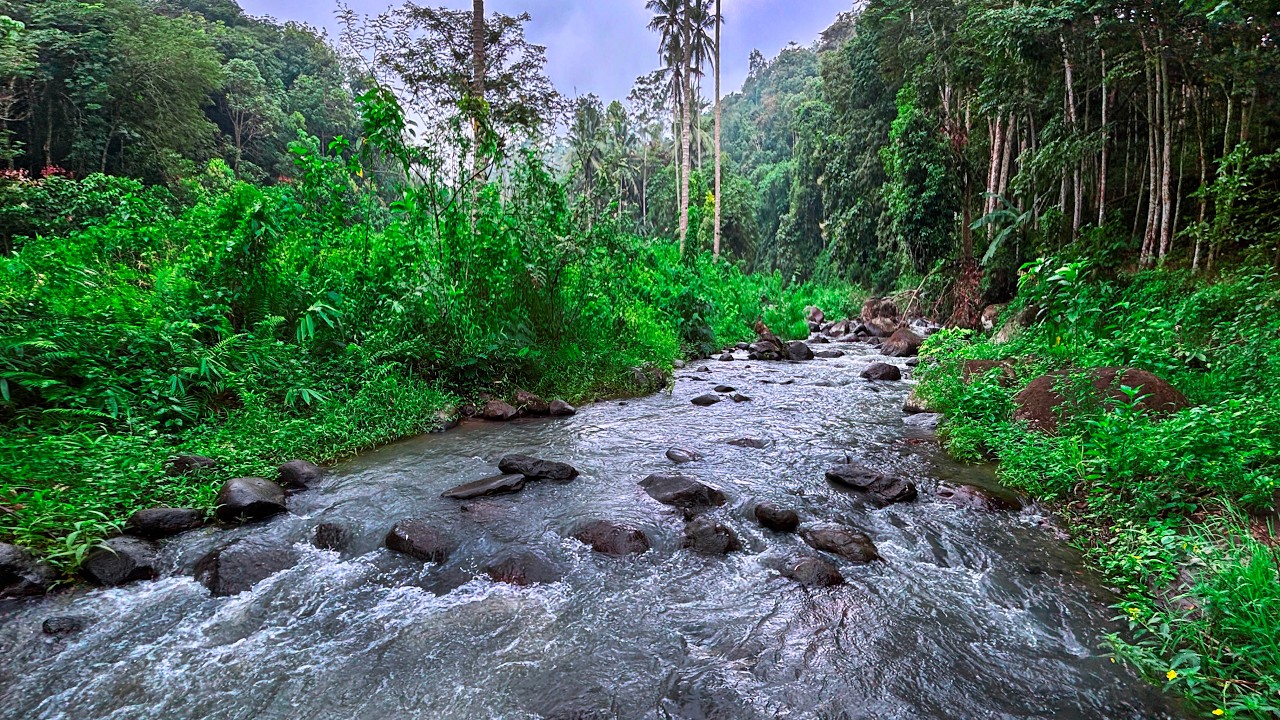 Beat Stress to Deep Sleep with Calming Forest River Sounds in a Beautiful Tropical Jungle Ambience