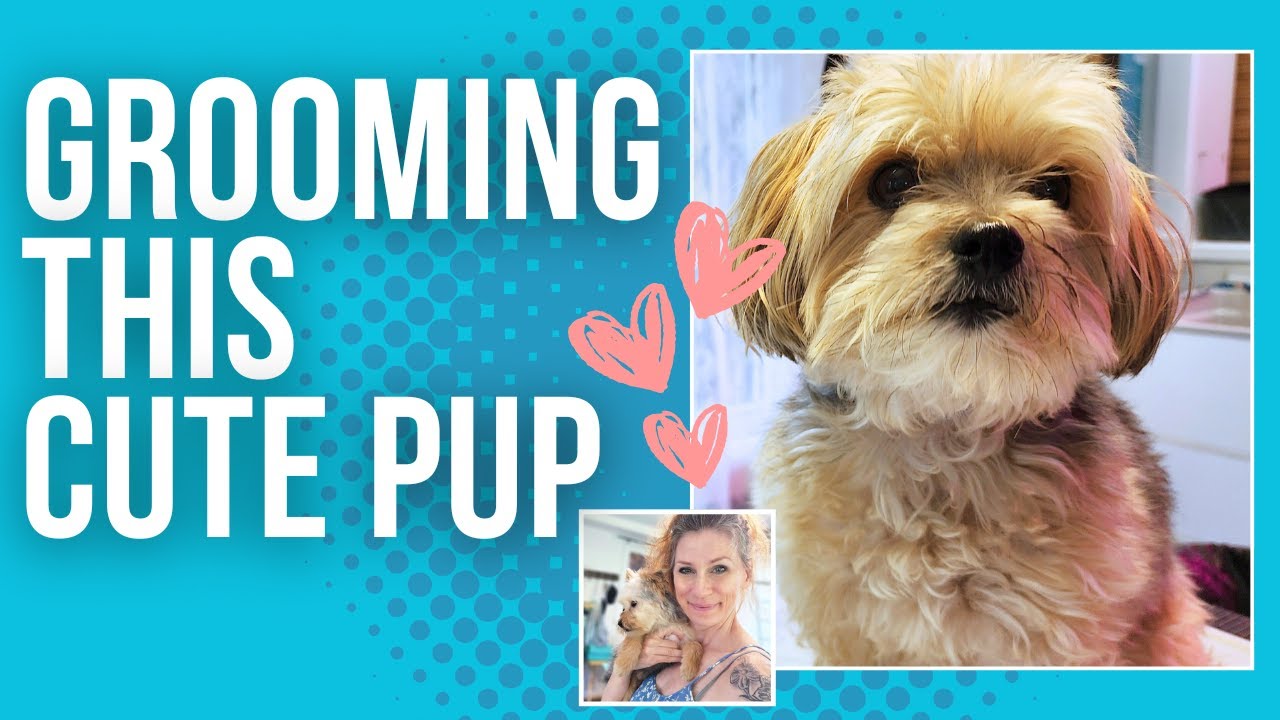 Dog Grooming (Morkie Style)