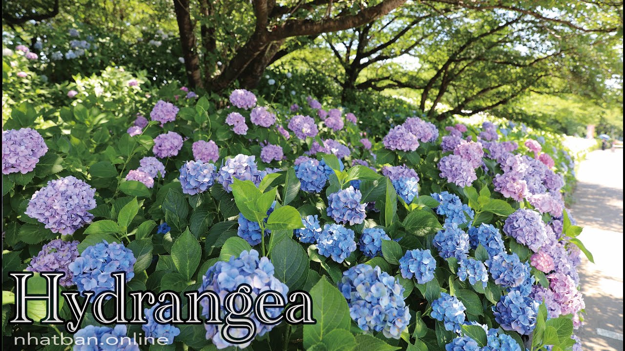 Japanese Hydrangea of Gongendo Park in Saitama -Japan walk video | #4k #saitama #japanese