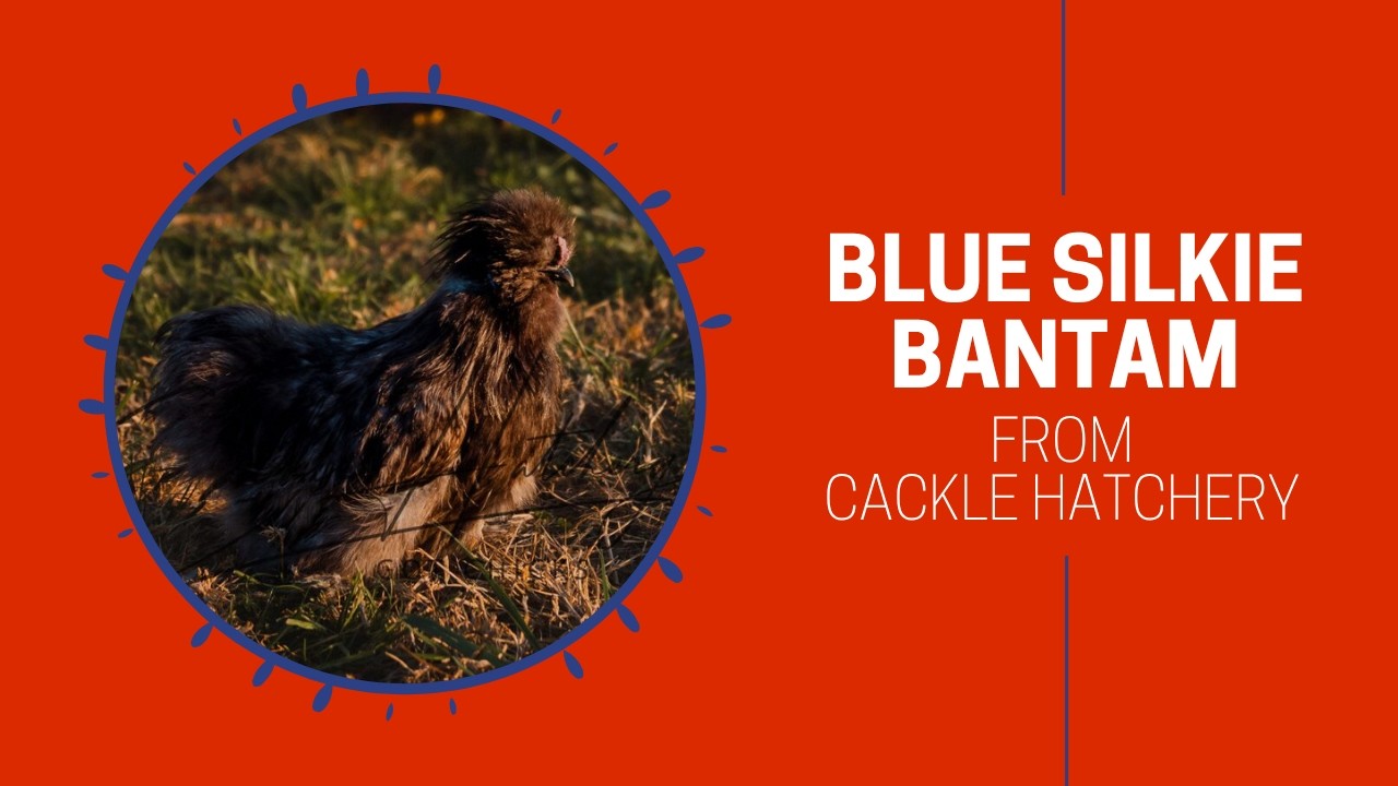 Blue Silkie Bantam and Splash Silkie Bantam Chicken Breed (Breeder Flock)