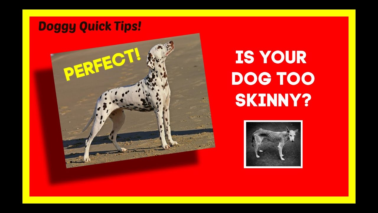 Is your dog too SKINNY? What can you do to increase your dog's weight