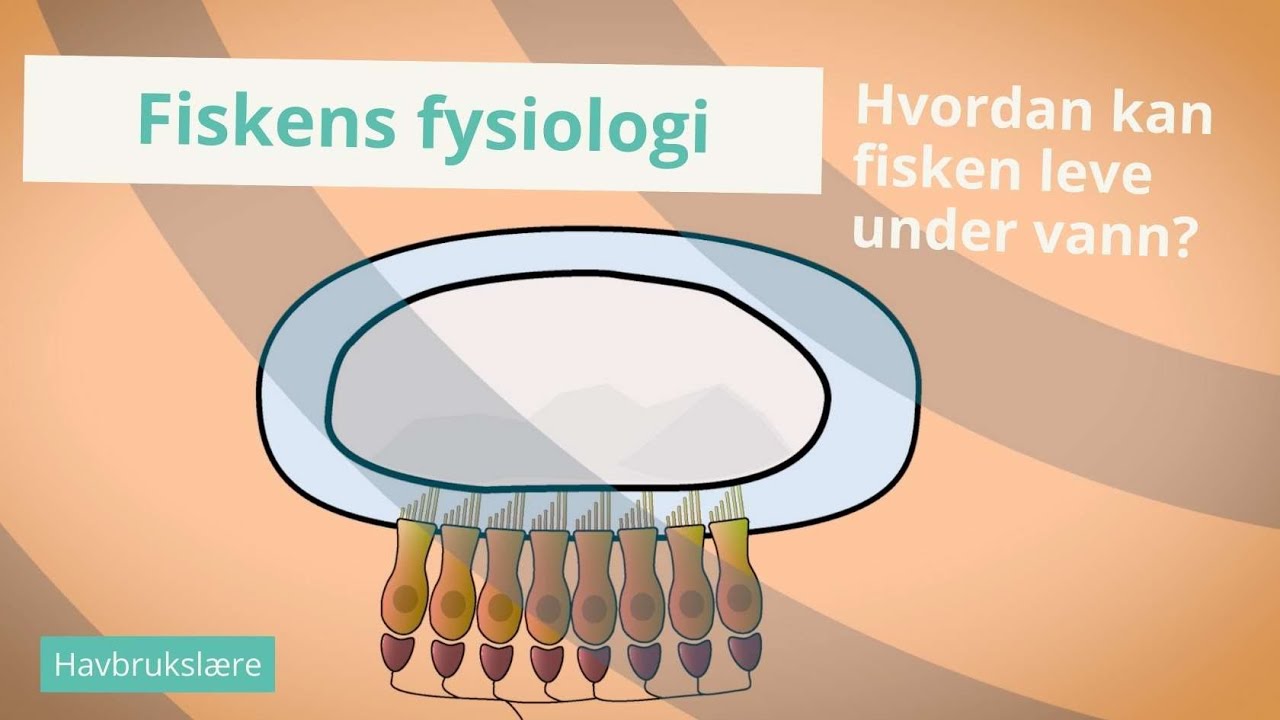 Hvordan kan fisken leve under vann? 🌊