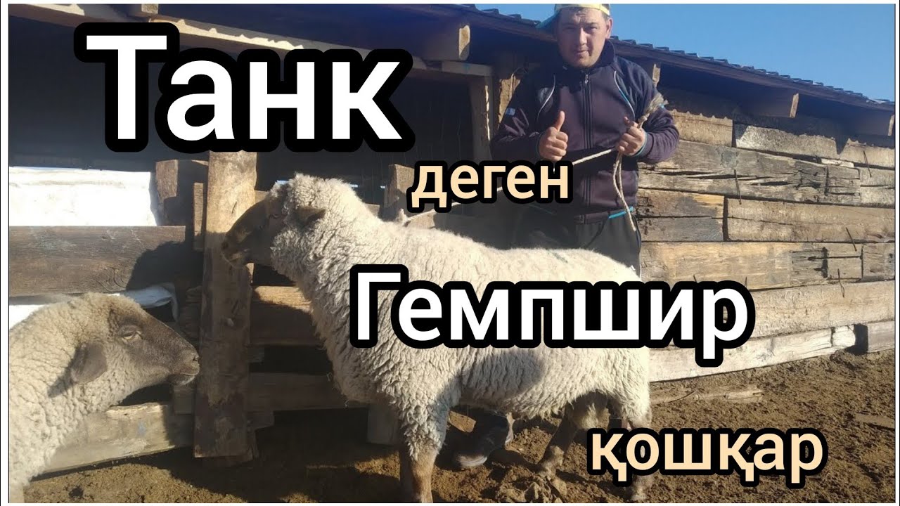 Танк атты Гемпшир қошқарымыз. Каналға тіркеліп, лайк басыңыз!!!