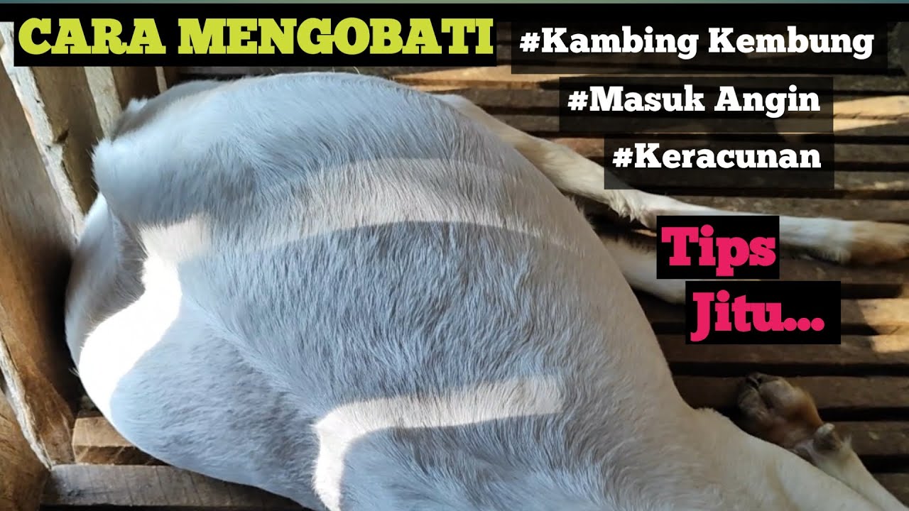 Cara Mengobati Kambing Kembung, Masuk Angin dan Keracunan