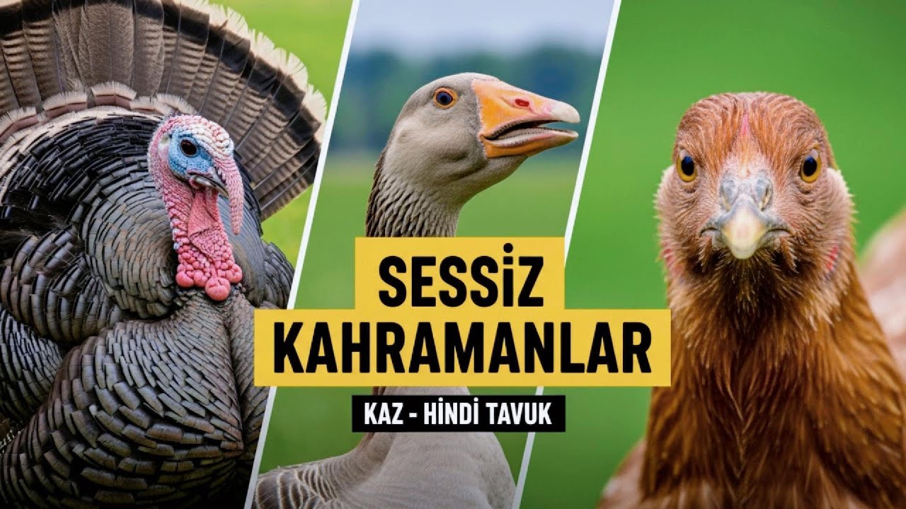 Çiftliğin Sessiz Kahramanları Kaz, Hindi ve Tavuk