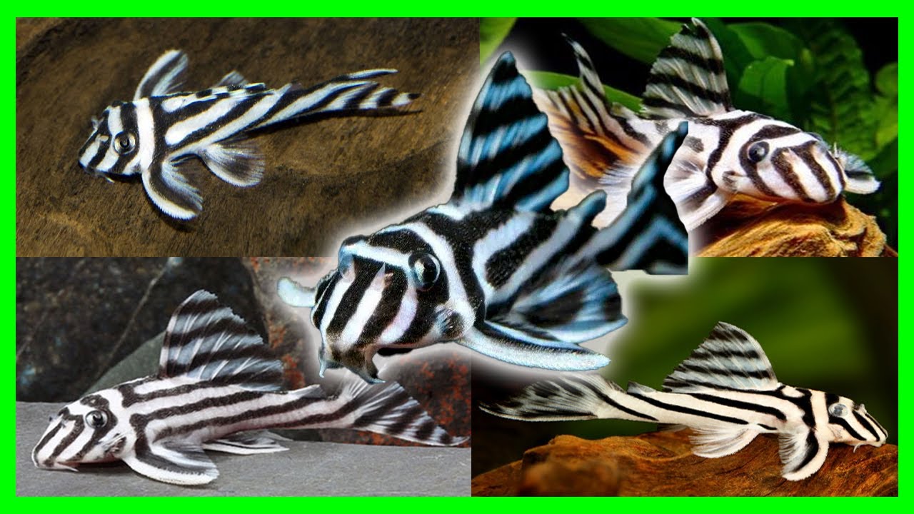 Características y Cuidados del Pleco Zebra (Hypancistrus zebra L046)