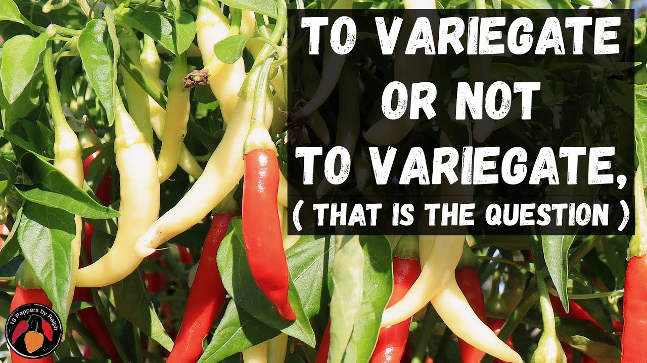 White Thai Variegated and Non Variegated pepper Review and Tasting