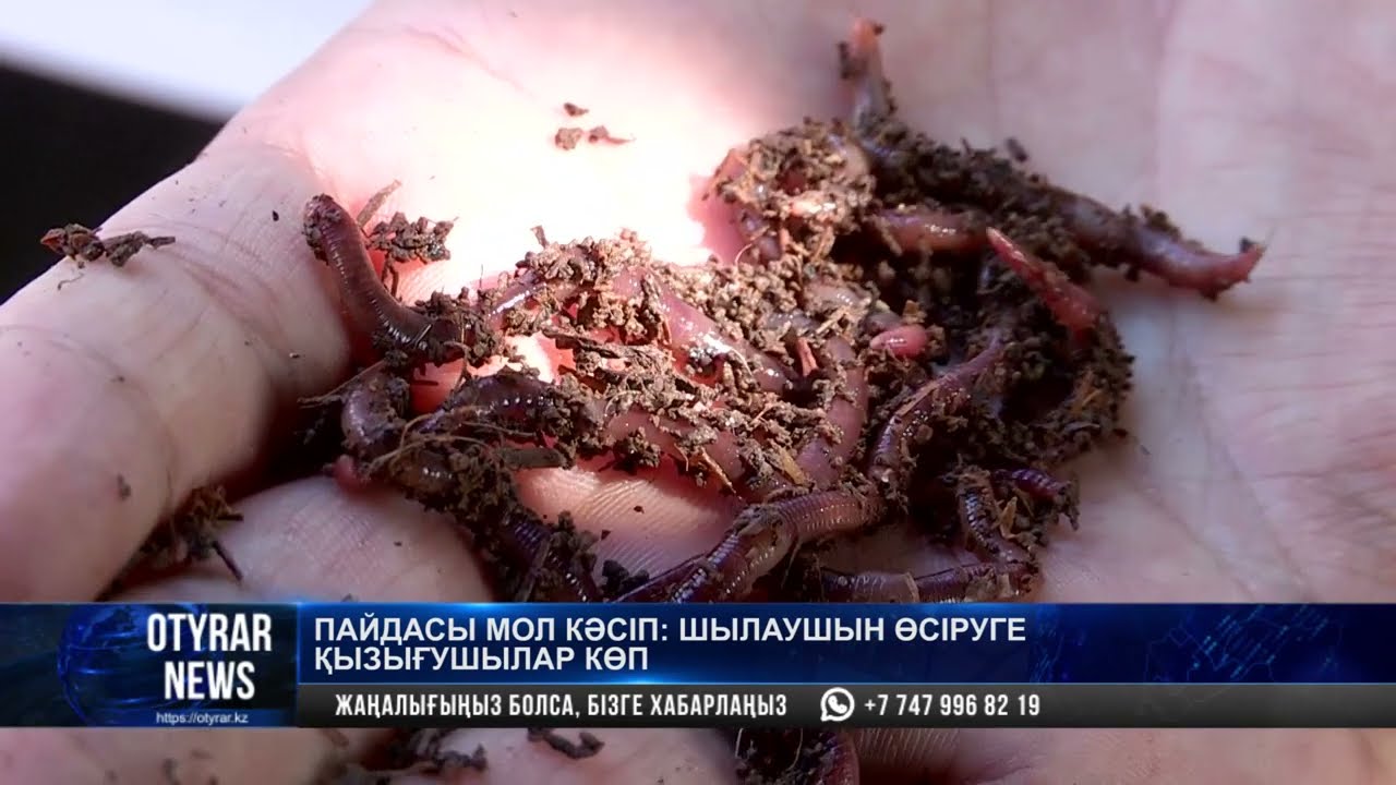 Пайдасы мол кәсіп: шылаушын өсіруге қызығушылар көп