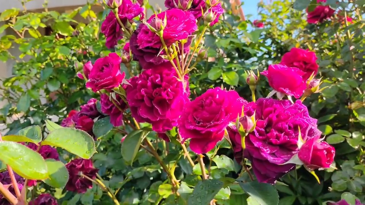 ПЕРШИЙ ДЕНЬ ВЕСНИ У ЛІТНЬОМУ САДУ 🌸 