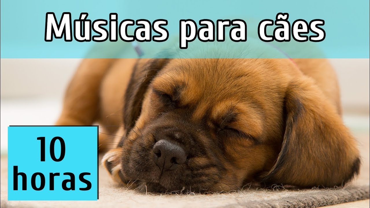 [Sem anúncios] MÚSICAS PARA ACALMAR CÃES AGITADOS (Comprovado cientificamente)