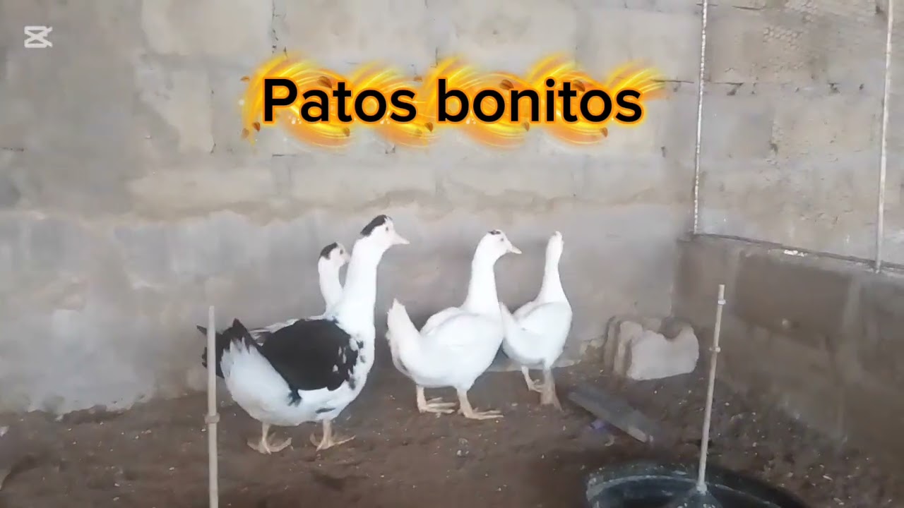 Patos de Raça melhores cuidados 🇲🇿