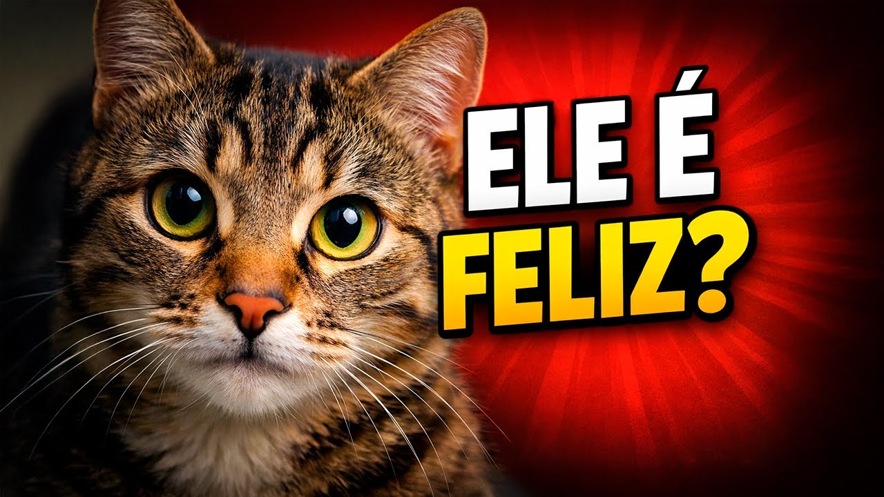 Seu gato é feliz ou só parece? Os sinais que quase ninguém observa.