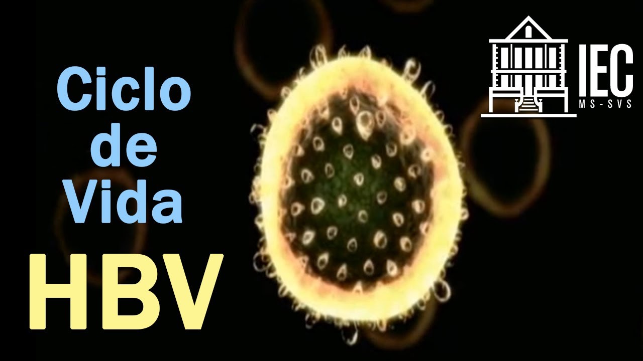 Ciclo de vida do HBV e mecanismo de ação do Baraclude