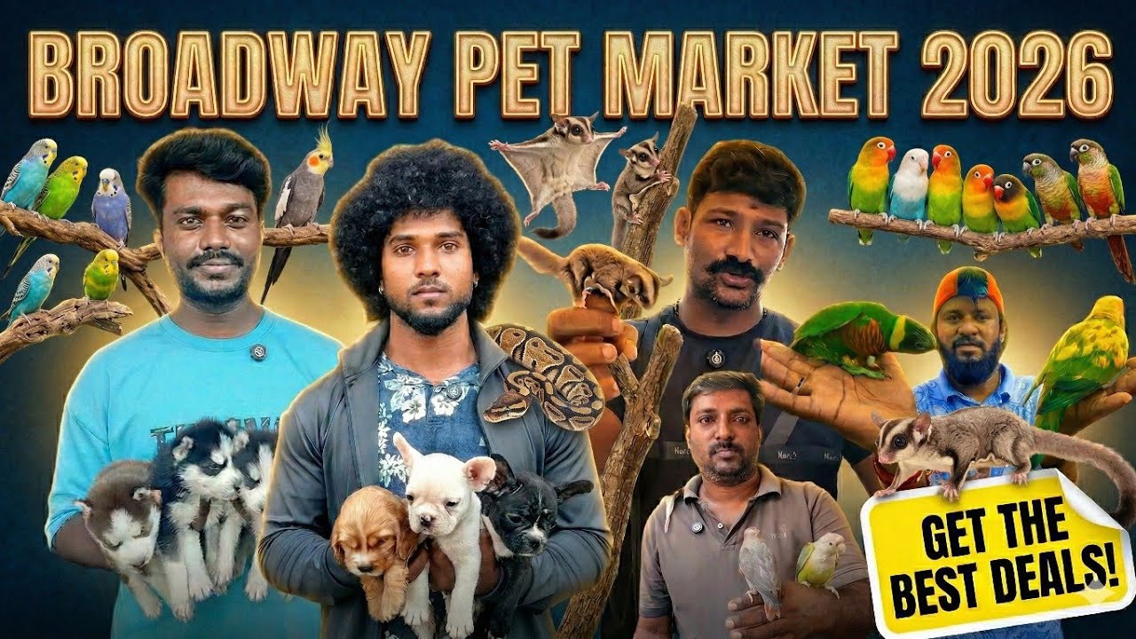 Broadway Pet Market Chennai 2026 Sunday Special! Low Price Exotic Pets #birds #pets #dog