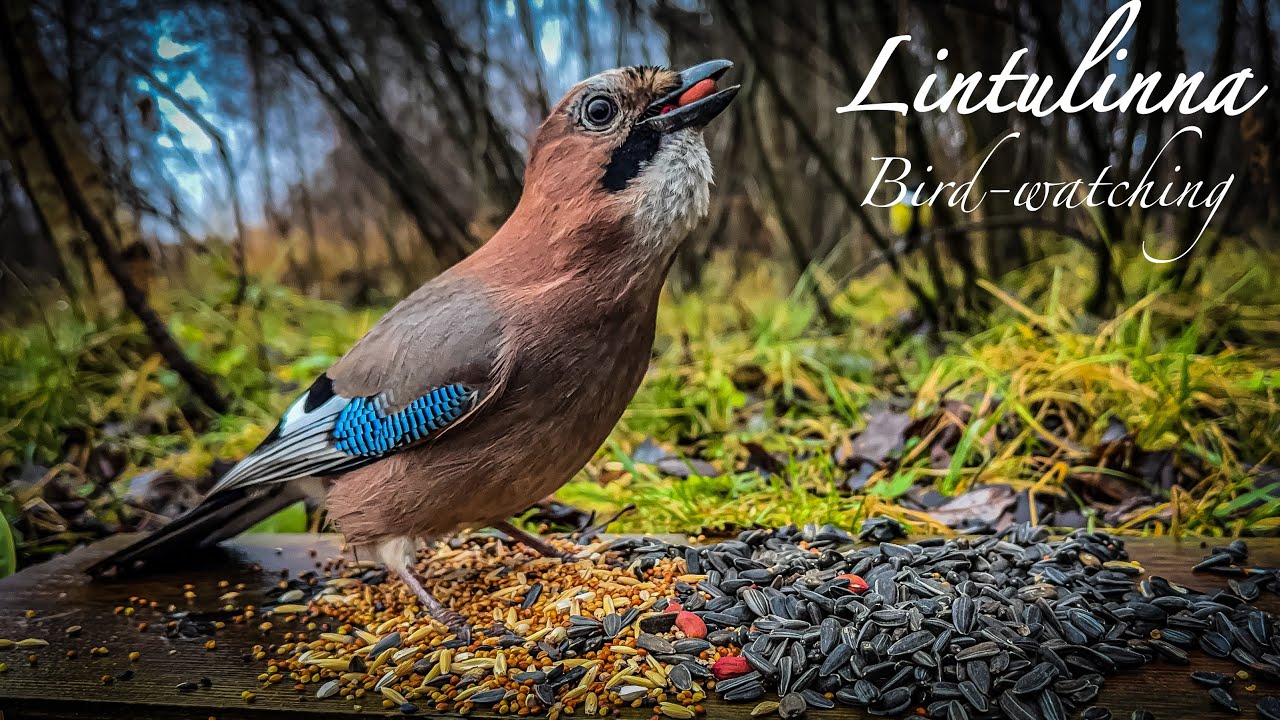 #birds #asmr #nature #birdwatching #wildlife #birdsounds #videoforcats