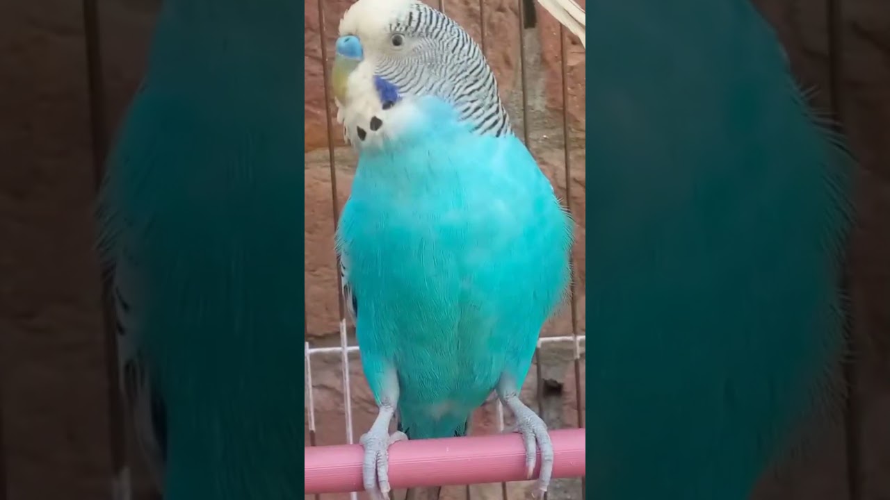 happy budgies ❣️ birds #shortvideo 🦜#budgiessound